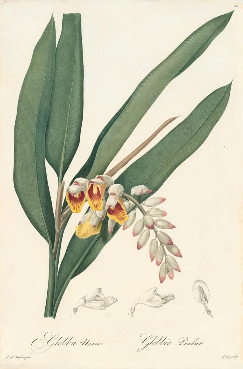 Redouté Les Lilacées Pl. 60, Shell Flower, Porcelain Lily
