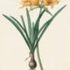 Redouté Les Lilacées Pl. 61, Golden Spider Lily