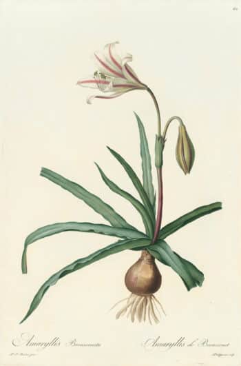 Redouté Les Lilacées Pl. 62, Afro-Asiatic Crinum