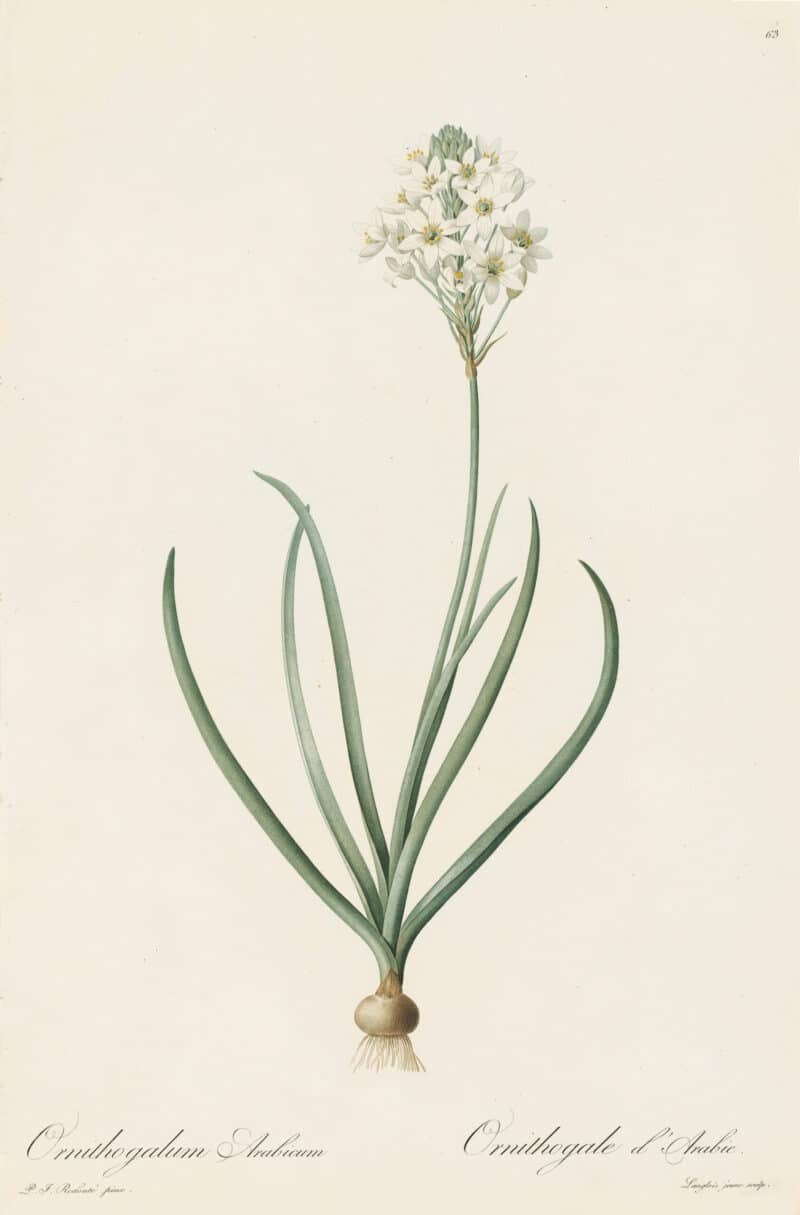 Redouté Les Lilacées Pl. 63, Arabian Ornithogalum