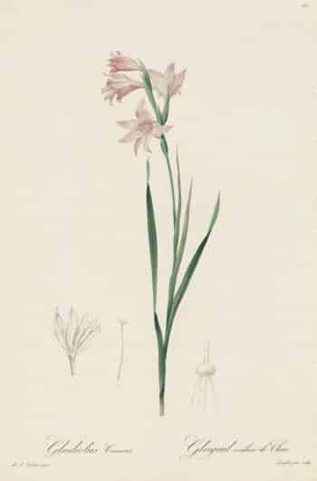 Redouté Les Lilacées Pl. 65, Flesh-colored Gladiolus