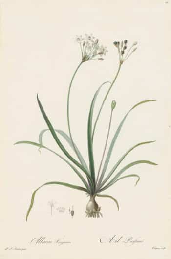 Redouté Les Lilacées Pl. 68, Perfumed Garlic