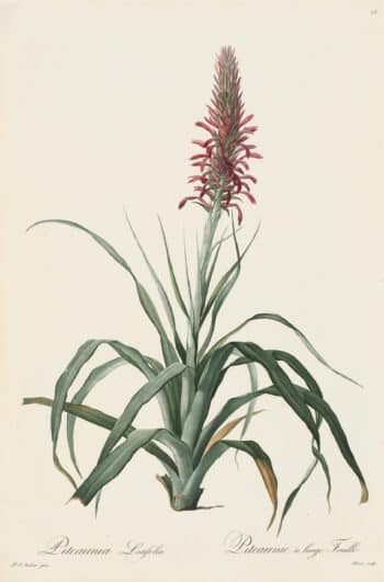 Redouté Les Lilacées Pl. 73, Broad-leaved Pitcairnia