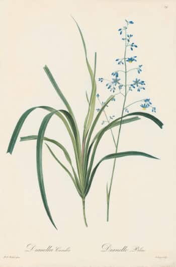 Redouté Les Lilacées Pl. 79, Blue Dianella