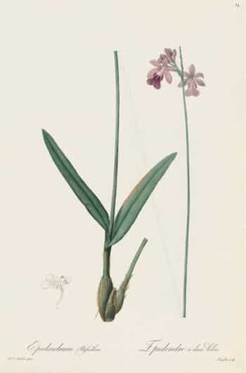 Redouté Les Lilacées Pl. 84, Double-Lobe Epidendrum
