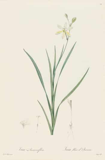 Redouté Les Lilacées Pl. 85, Anemone-flowered Ixia
