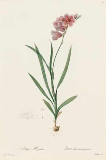 Redouté Les Lilacées Pl. 87, Semi-transparent Ixia