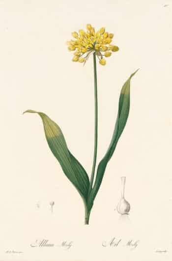 Redouté Les Lilacées Pl. 97, Golden Garlic