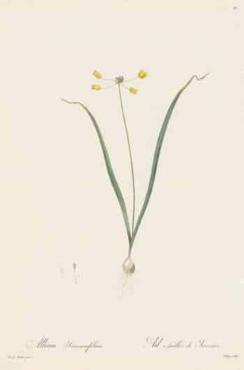Redouté Les Lilacées Pl. 99, Yellow Garlic