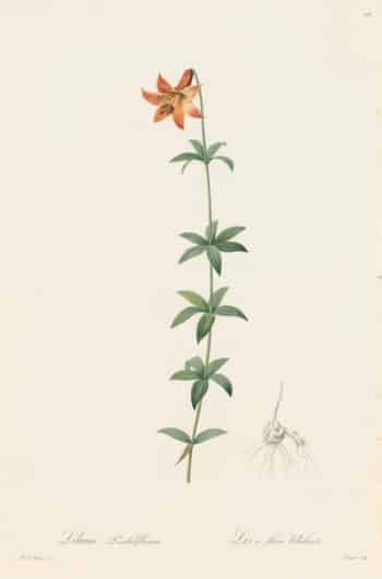 Redouté Les Lilacées Pl. 105, Nodding Lily