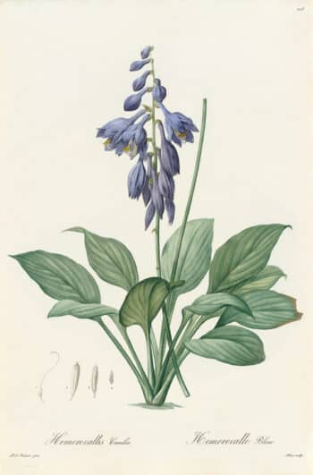 Redouté Les Lilacées Pl. 106, Hosta with Blue Flowers