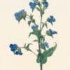 Redouté Les Lilacées Pl. 108, Tuberose Dayflower