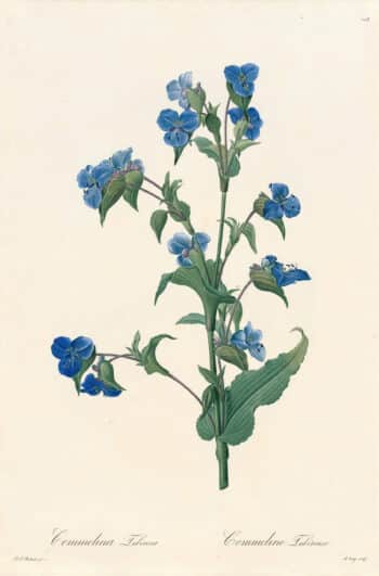 Redouté Les Lilacées Pl. 108, Tuberose Dayflower