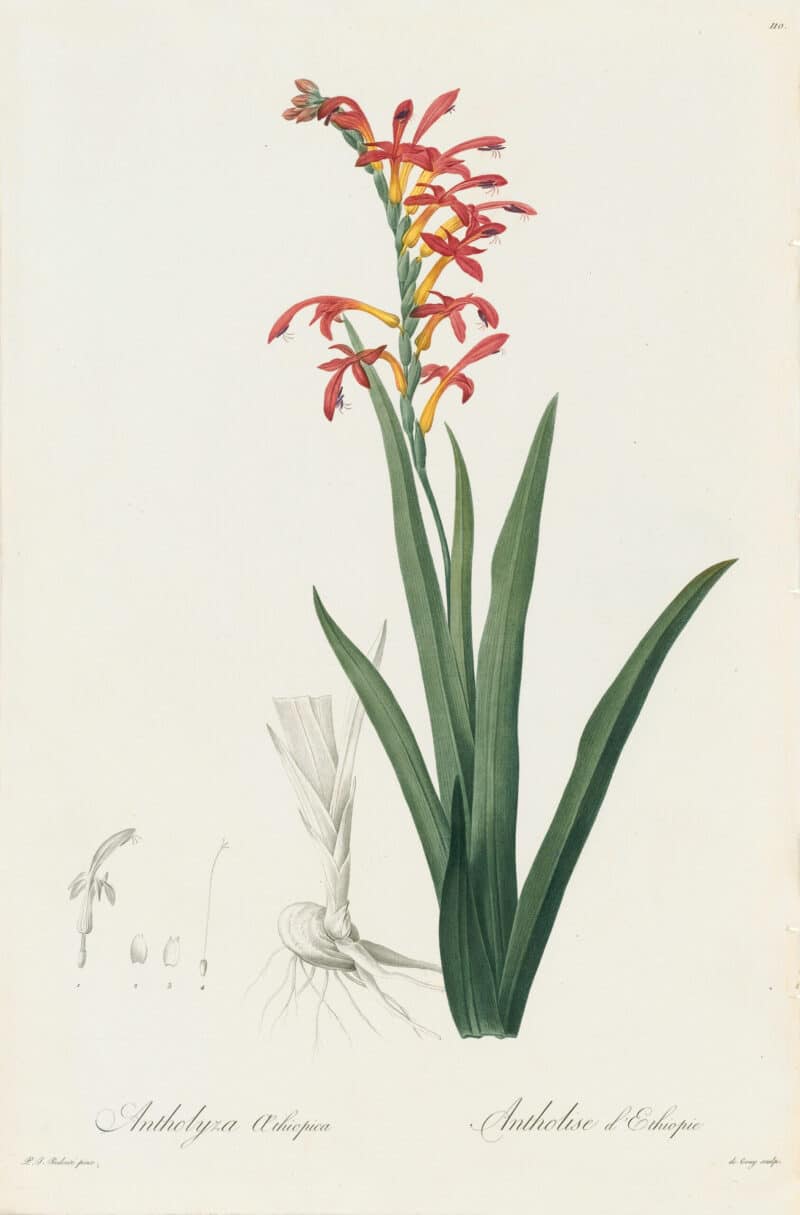 Redouté Les Lilacées Pl. 110, Flag Lily