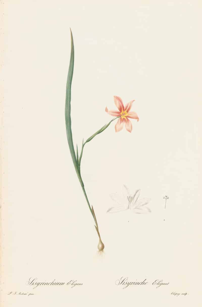 Redouté Les Lilacées Pl. 171, Elegant Homeria
