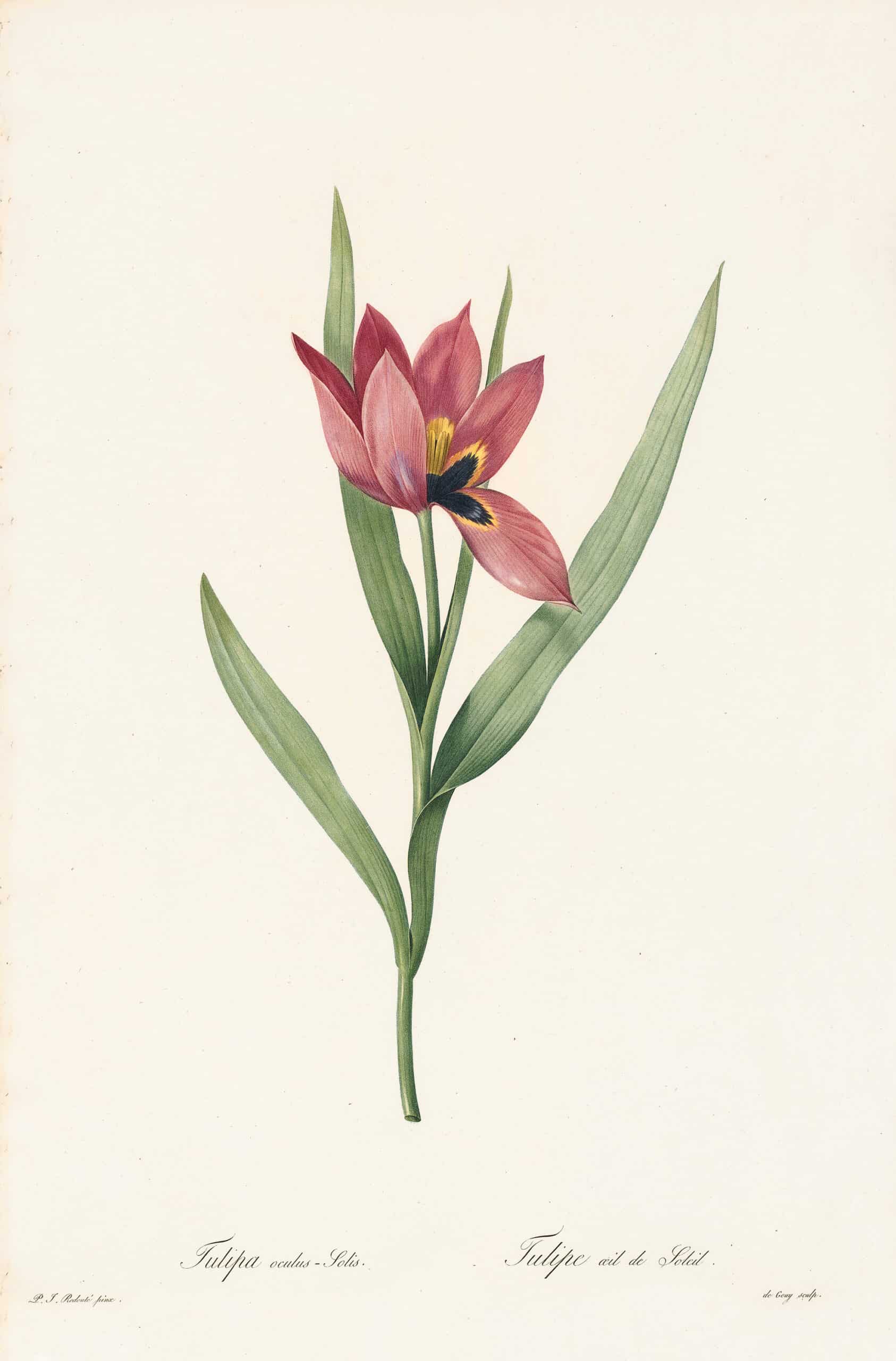 Redouté Les Lilacées Pl. 219, Agen Tulip, Sun's Eye Tulip