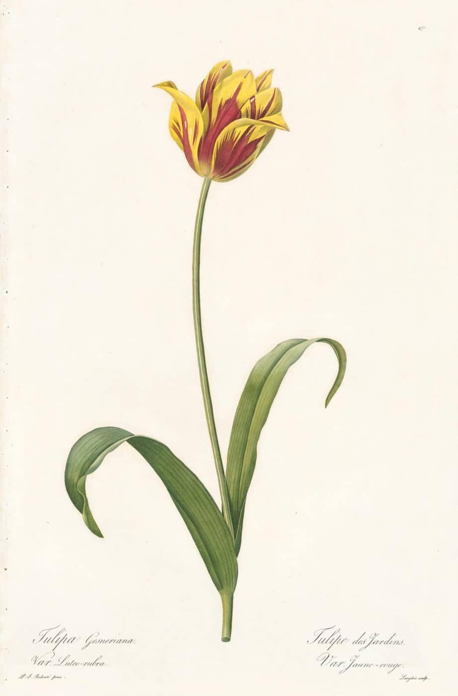 Redouté Les Lilacées Pl. 477, Yellow-red variety of Gesner's Tulip