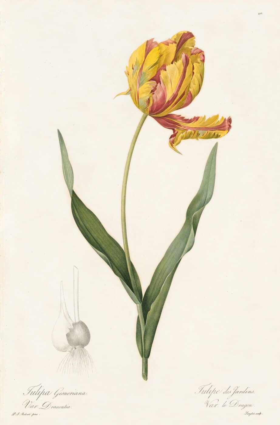 Redouté Les Lilacées Pl. 478, Dracontium-variety of Gesner's Tulip