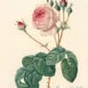 Redouté Les Roses Pl. 7 Lettuce-leaved Cabbage Rose