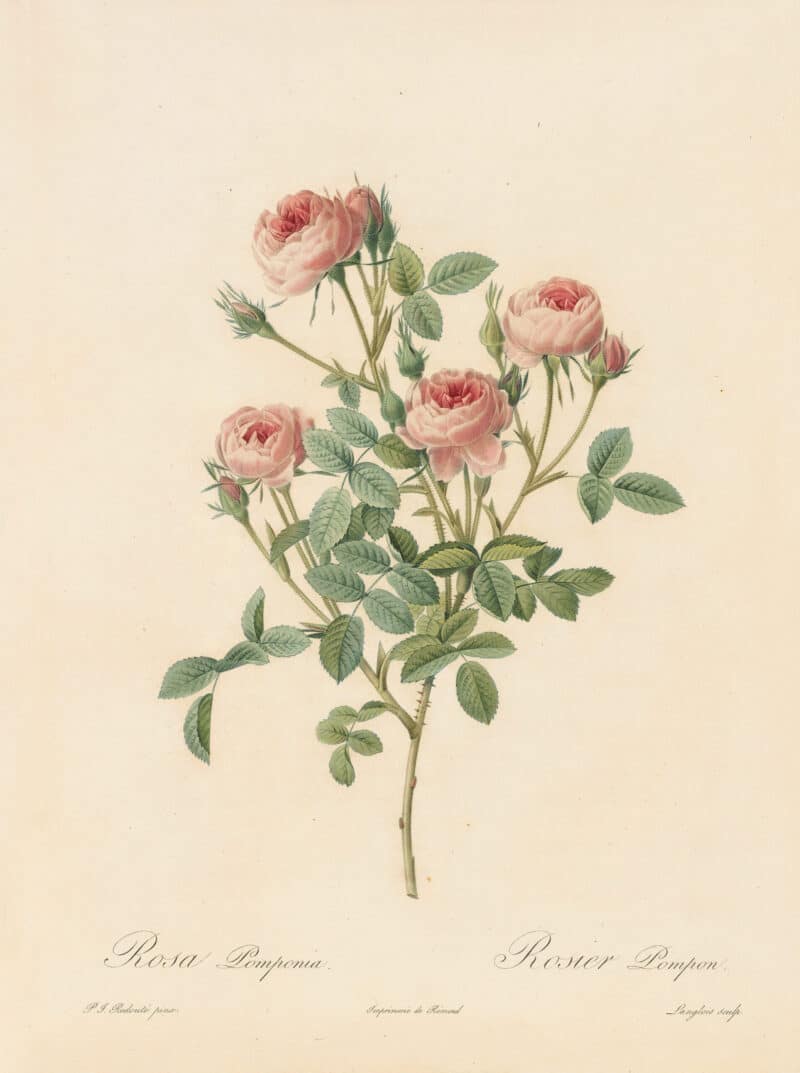 Redouté Les Roses Pl. 21 Mos Rose "De Meaux"