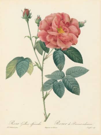 Redouté Les Roses Pl. 25 Apothecary's Rose