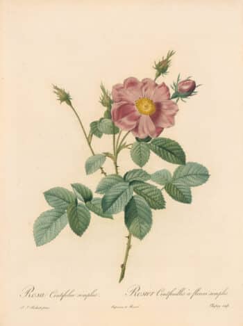 Redouté Les Roses Pl. 26 Single Cabbage Rose