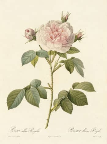Redouté Les Roses Pl. 36 White Rose; Great Maiden's Blush
