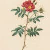 Redouté Les Roses Pl. 39 Redoute Rose with red stems and prickles