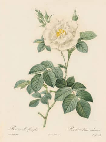 Redouté Les Roses Pl. 46 Semi-double White Rose