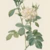 Redouté Les Roses Pl. 48 White variety of Autumn Damask Rose