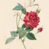 Redouté Les Roses Pl. 49 Monthly Rose