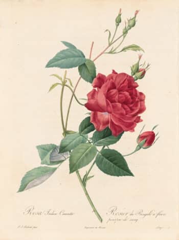 Redouté Les Roses Pl. 49 Monthly Rose