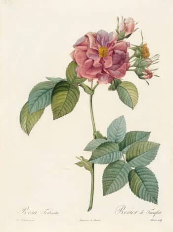 Redouté Les Roses Pl. 51 Empress Josephine