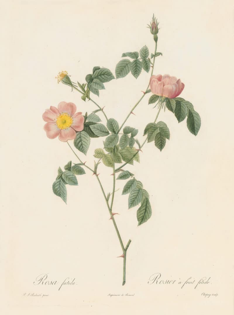 Redouté Les Roses Pl. 53 Foul-fruited variety of Tomentose Rose