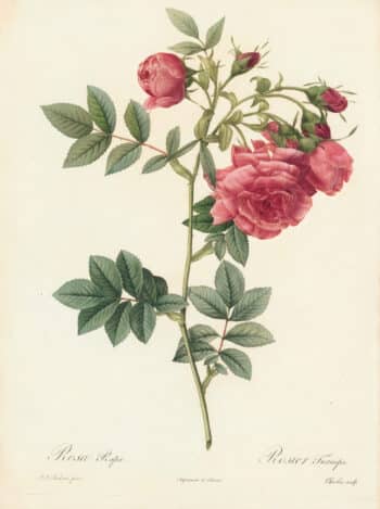 Redouté Les Roses Pl. 58 Rose d'Amour