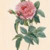 Redouté Les Roses Pl. 64 Provins Royal