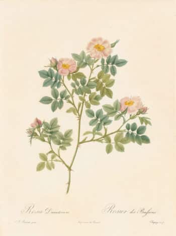 Redouté Les Roses Pl. 97, Rose Dumetorum