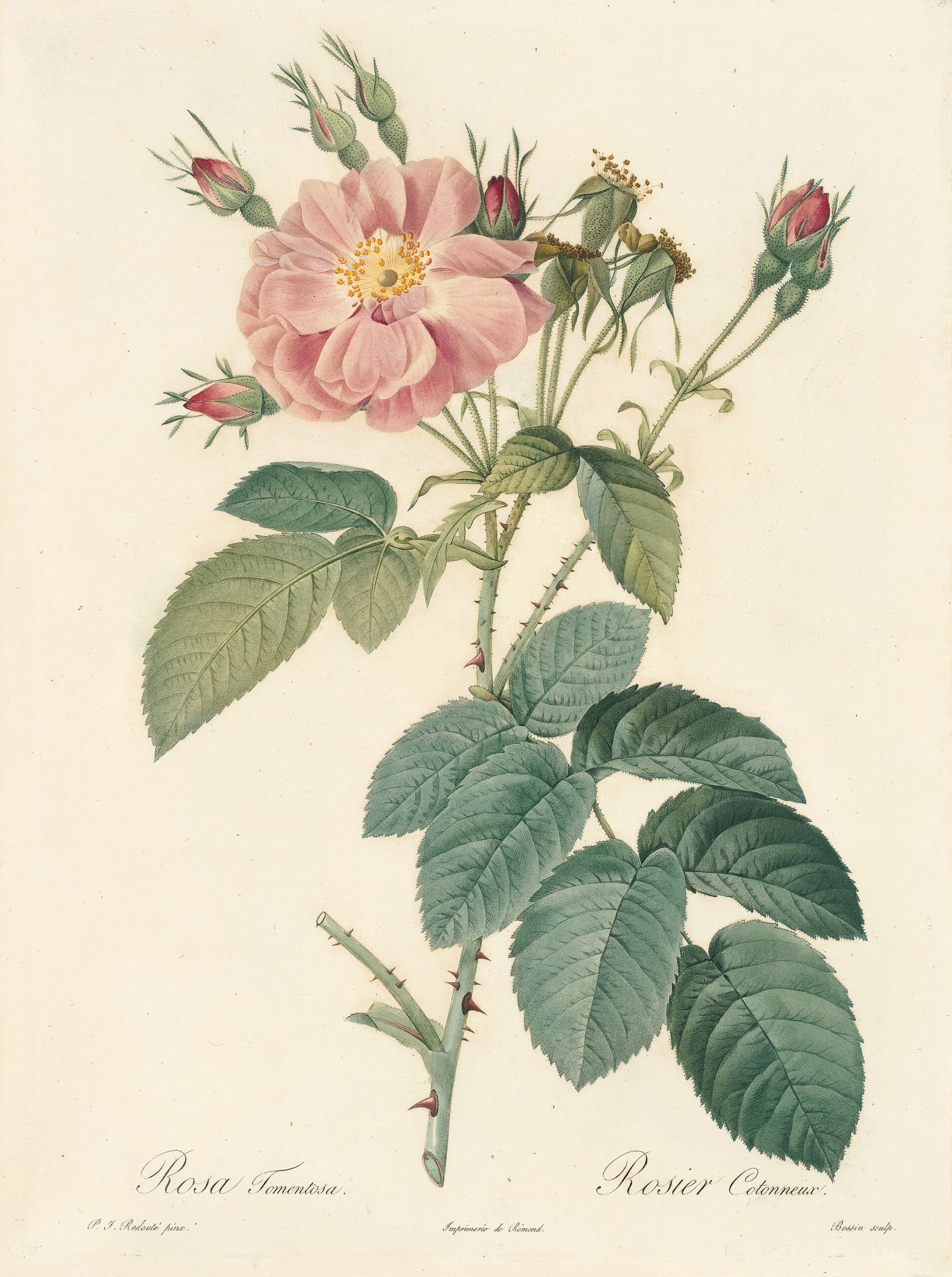 Redouté Les Roses Pl. 98 Double variety of Tomentose Rose - Joel ...