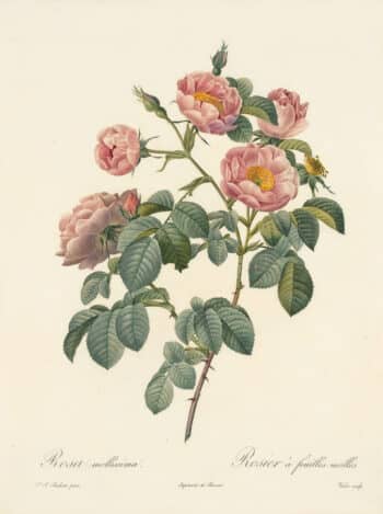 Redouté Les Roses Pl. 99, Semi Double Variety of Tomentose