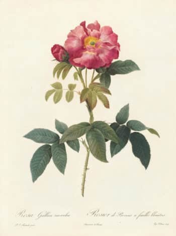 Redouté Les Roses Pl. 100 Variety of French Rose