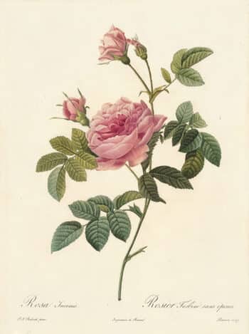 Redouté Les Roses Pl. 101 Boursault Rose