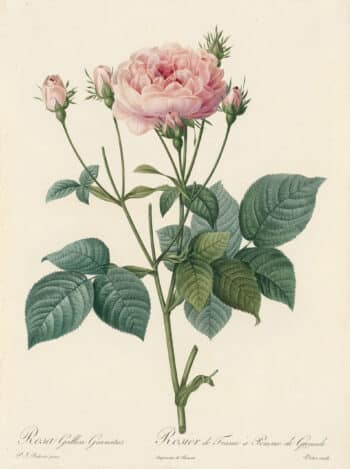 Redouté Les Roses Pl. 107 Variety of French Rose