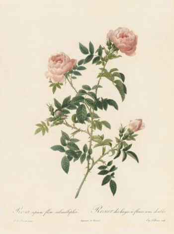 Redouté Les Roses Pl. 108 Semi-double variety of Grassland Rose