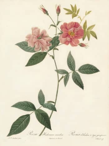 Redouté Les Roses Pl. 109 Semi-double variety of Marsh Rose