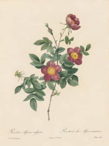 Redouté Les Roses Pl. 110 Alpine Rose