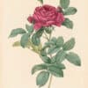 Redouté Les Roses Pl. 115 Variety of French Rose