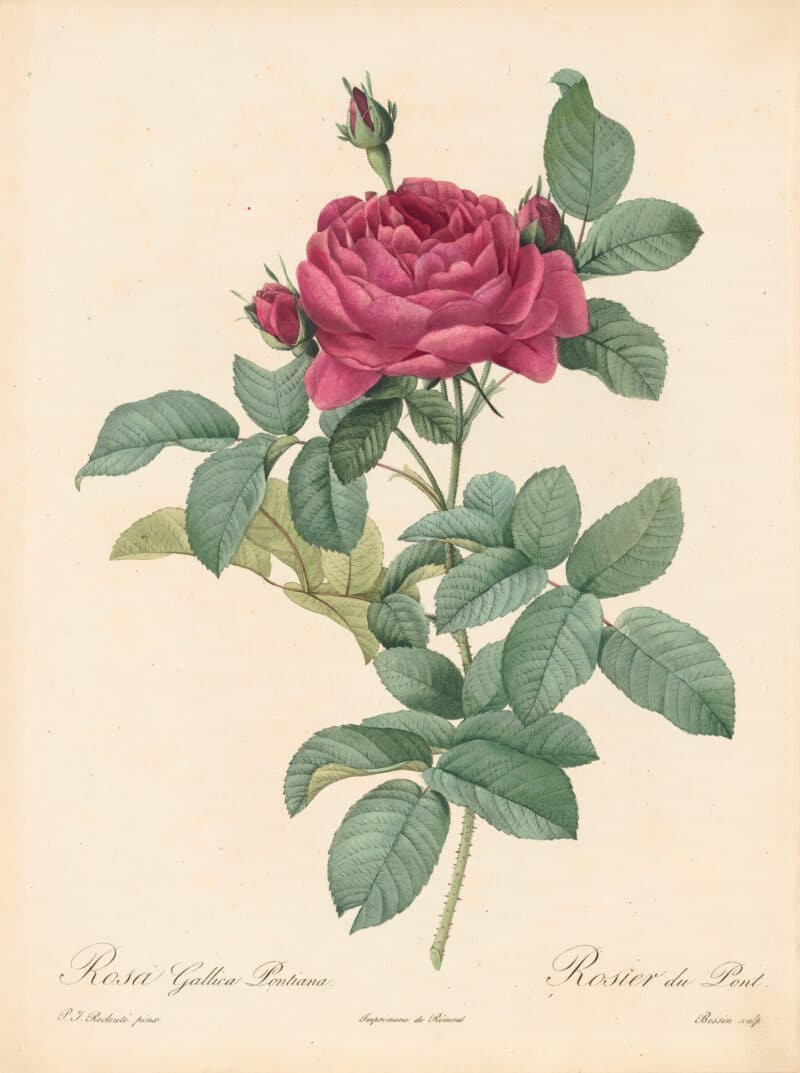 Redouté Les Roses Pl. 115 Variety of French Rose