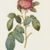 Redouté Les Roses Pl. 116 Large-leaved variety of French Rose