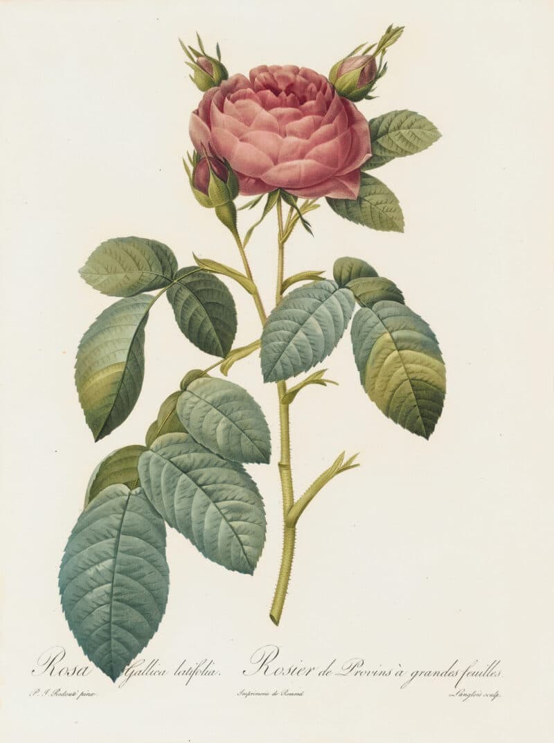 Redouté Les Roses Pl. 116 Large-leaved variety of French Rose
