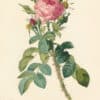 Redouté Les Roses Pl. 118 Portland Rose, "Rose du Roi"